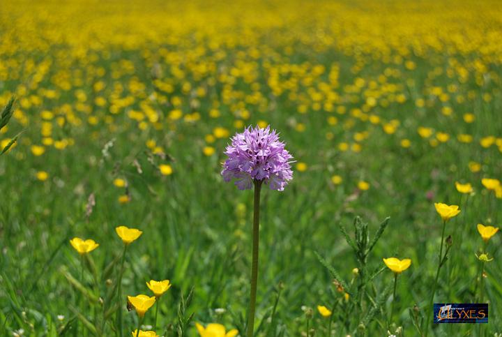 una tridentata su un campo di ranuncoli.JPG